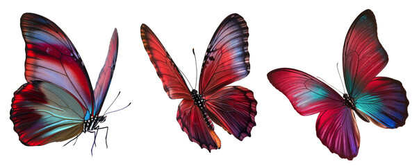 three colorful butterflies isolated on white background