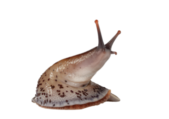 leopard slug, isolated on white background