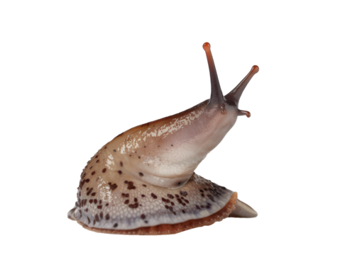 leopard slug, isolated on white background