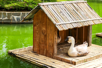 A floating wooden duck house on green water with two ducks, surrounded by a stone wall and greenery