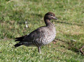 Australian wood duck bird standing on green grass