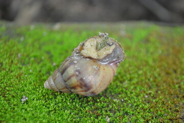 A snail on the ground