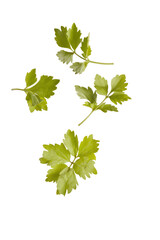 celery leaves isolated on white background