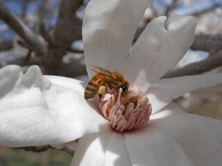 A bee with pollen pellets in a magnolia flower, Colorado