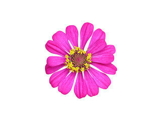 Pink zinnia violacea flower blooming top view isolated on white background , clipping path