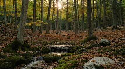 Fototapeta premium Serene autumnal forest scene; sunlit stream flows through mossy rocks and fallen leaves. Perfect for nature, tranquility, and peace themes.