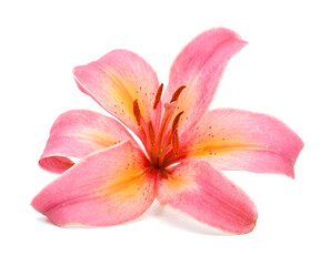 Lily flower isolated on white background  © ImagesMy