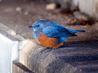 イソヒヨドリのアップ