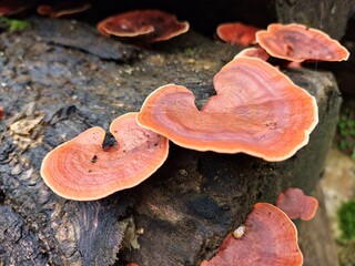 Orange bracket mushrooms on the stump