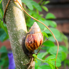 snail on a leaf