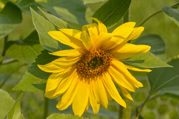 Vibrant Sunflowers in the Late Summer