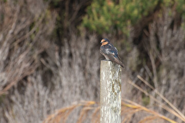 Welcome swallow, warou, perched on a wooden fence-post, Auckland, New Zealand.