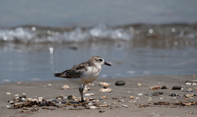 Northern New Zealand dotterel, tūturiwhatu, on the beach with breaking wave behind. Shakespear Regional Park, Auckland, New Zealand.