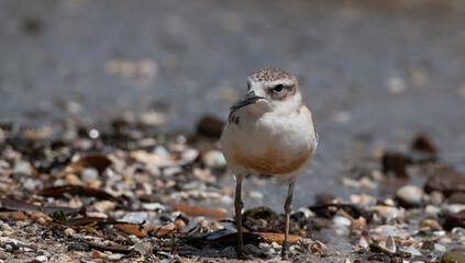 Northern New Zealand dotterel, tūturiwhatu, on the beach. Shakespear Regional Park, Auckland, New Zealand.