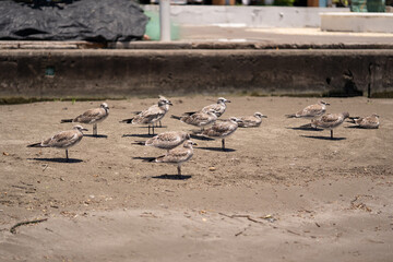 grupo de gaviotas en la arena de la playa descansando