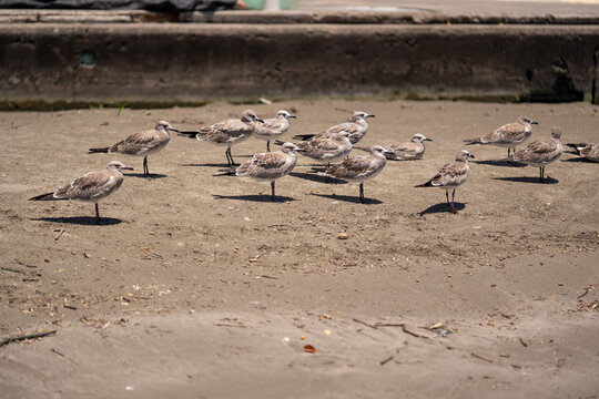Grupo de gaviotas en la playa con arena marr&oacute;n