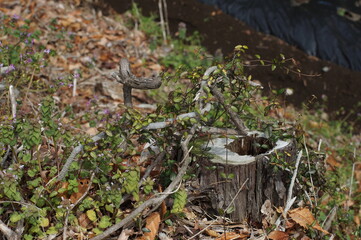 Obraz premium 切り株と枝