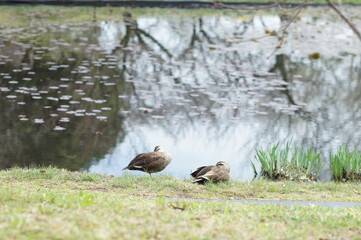 岸辺で休むカモ