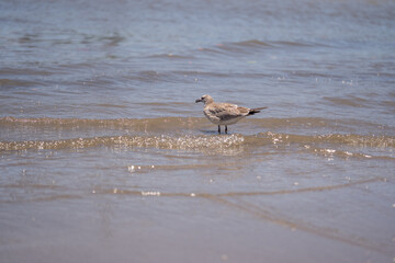 una gaviota reidora americana joven reflexionando mientras observa el mar y las olas en la playa