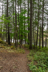 hiking trail in idyllic forest looking at mountain in summer at Thetis Lake Regional Park British Columbia Canada