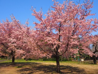 the beautiful cherry blossom i nJapan
