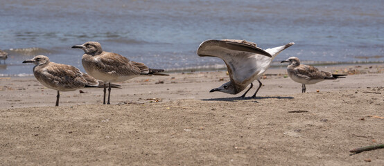 gaviota estirando sus alas a la orilla del mar