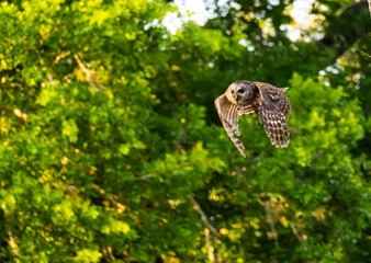 Barred Owl in flight