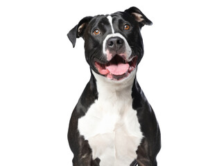 Obraz premium happy american pit bull terrier Isolated on Background