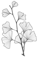Ginkgo biloba leaf line art black and white sketch Silhouette