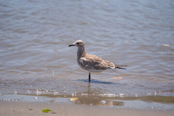 gaviota reidora americana solitaria en la orilla del mar