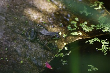 frog in pond