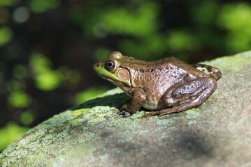frog in pond