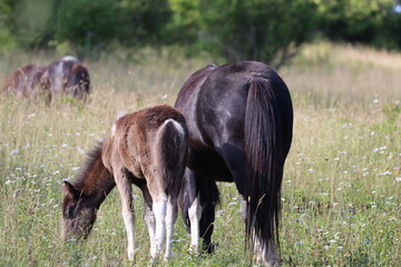 wild horses grazing in a pasture 