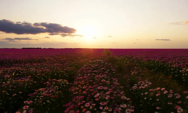 view of beautiful cosmos flower field in sunset time