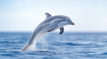 Fototapeta premium Dolphin leaping gracefully in azure waters