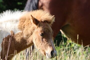 Fototapeta premium portrait of a baby horse