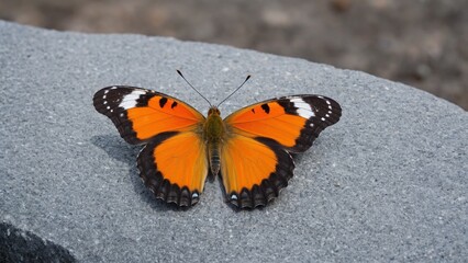 Vibrant Wings Unfurled: A Painted Beauty Resting on Stone, Sun-Kissed Orange and Black against a Cool Gray Backdrop.