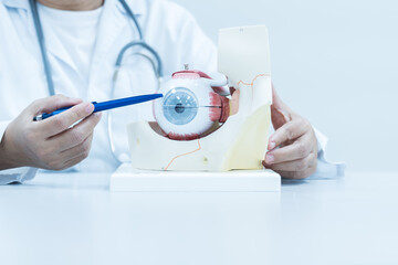 Ophthalmologist hand pointing eye anatomy human model on white background.Doctor explain to patient...