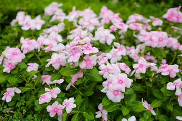 Madagascar Periwinkle (Catharanthus roseus) in full bloom