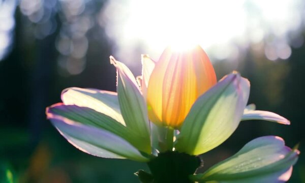 Shining flower orange, pink, green pastel
