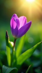 Fototapeta premium Close-up of vibrant violet flower bathed in sunlight against lush green nature backdrop, green, sunlight