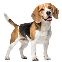 Beagle dog isolated on transparent background png Generative Ai.
