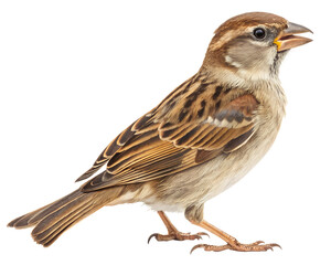 Fototapeta premium Sparrow full body isolated on transparent background Generative Ai.