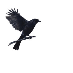 Obraz premium A black bird perched on a branch with wings spread perfect for nature wildlife and darkthem