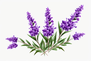 Naklejka premium Purple Lavender Sprigs on transparent background