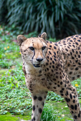 Cheetah is moving on the grass in the zoo in Singapore.