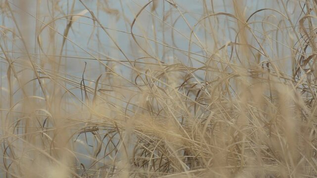凍り付いた池の周りの枯れススキ	