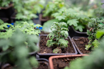 Seedlings of Plectranthus Venteri in pots with strong aroma. Branches and new shoot resemble oak...