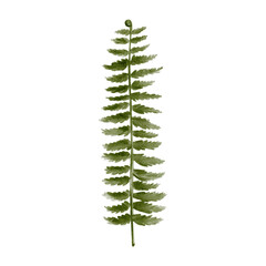 fern leaf. Carved complex green plant leaf. Prehistoric fern. Stem and many leaves. Watercolor illustration isolated from background. Hand drawing