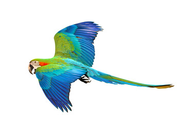 Colorful flying Harlequin Macaw parrot isolated on transparent background png file